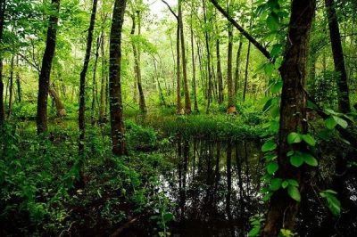 BB Townside Square Ebenezer Swamp Ecological Preserve