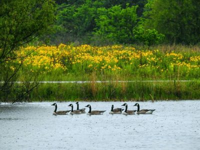 BE Townside Square Limestone Park 6