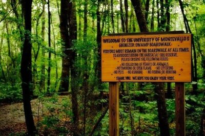 BA Townside Square Ebenezer Swamp Ecological Preserve