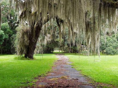 BB Saddle Brooke Atlanta Plantation