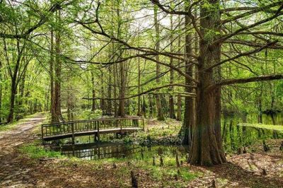 BF West Lakes Jeffries Creek Florence SC Trail