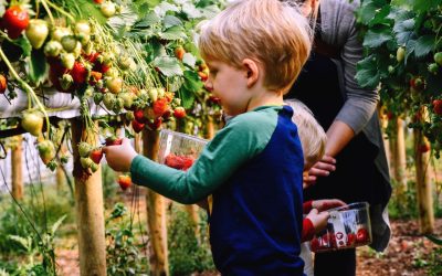 Parkside Plant City FL Strawberry Picking Child