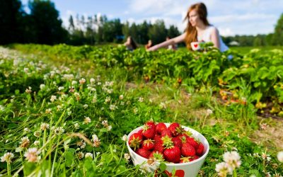 Parkside Plant City FL Strawberry Picking